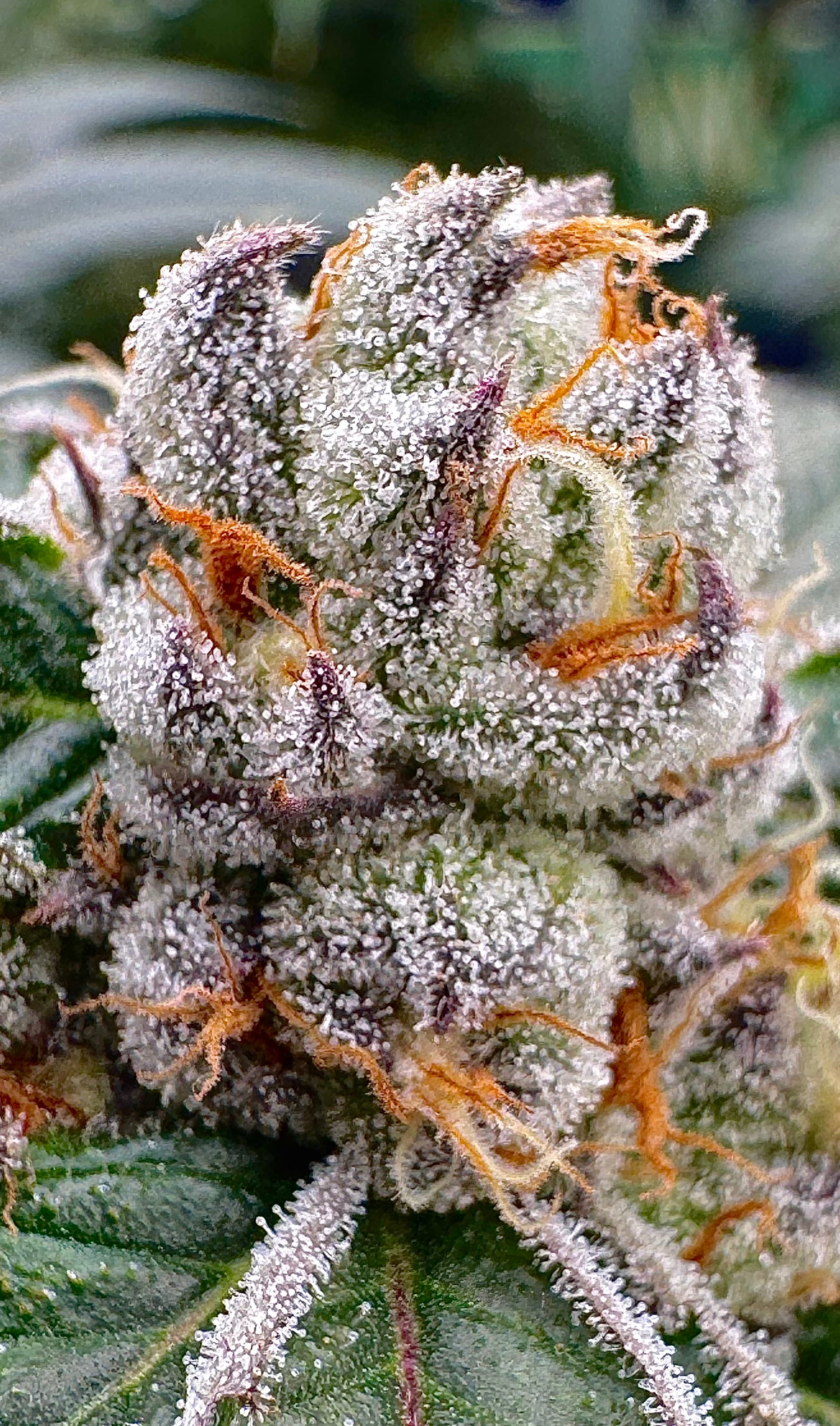 Dante's Inferno Clone