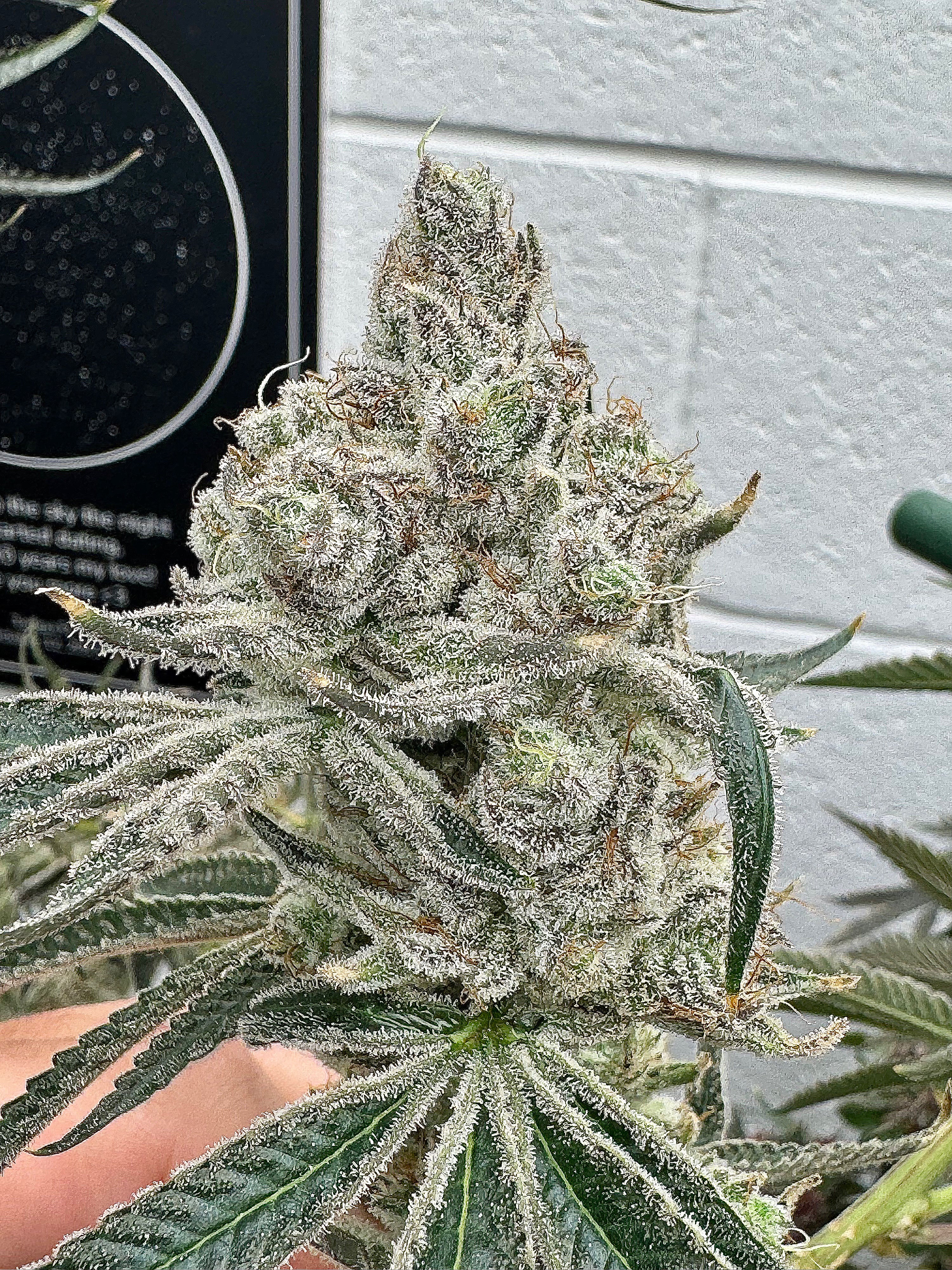 Rainbow Belts 2.0 Clone