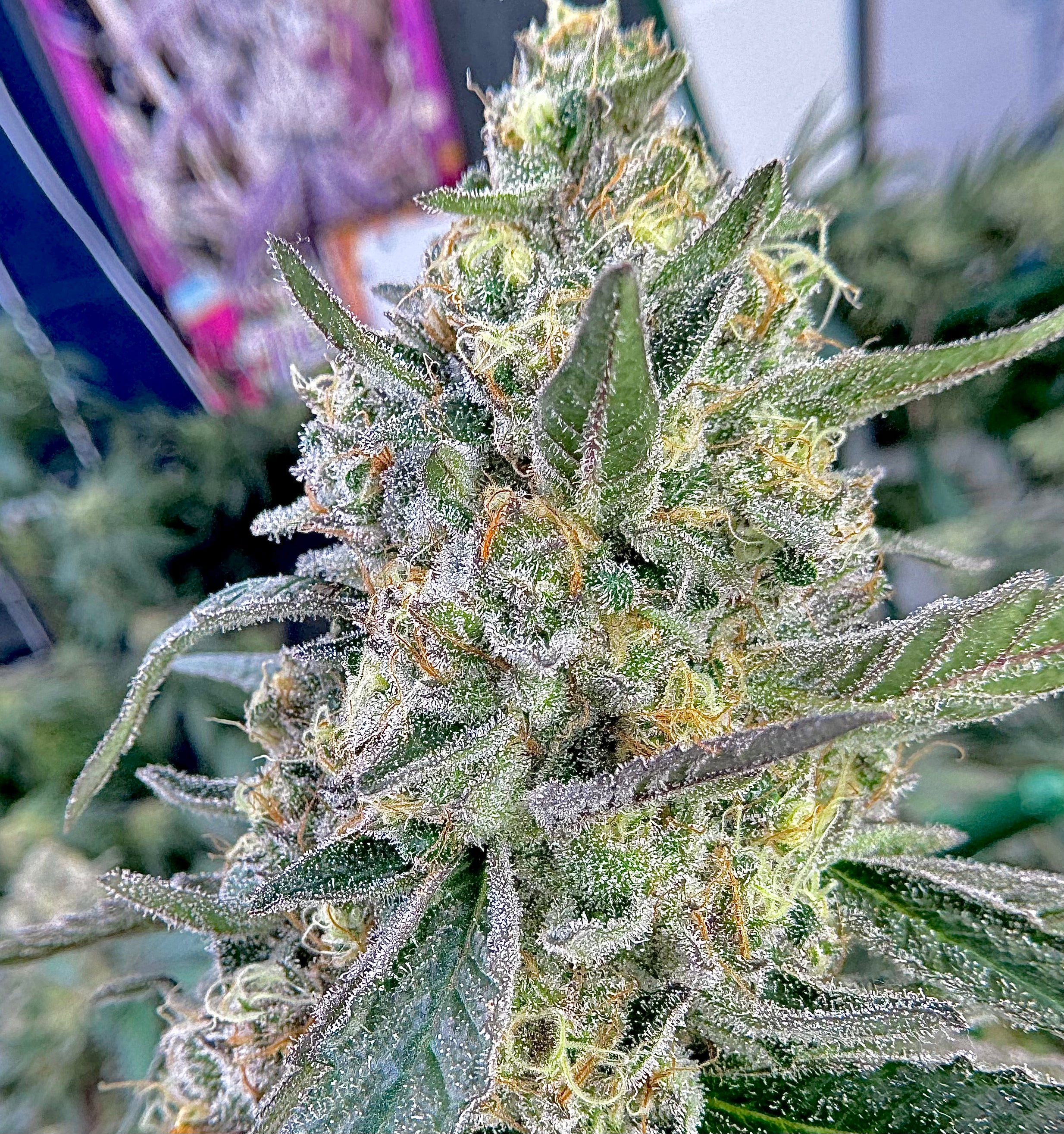 Grapes and Cream Clone