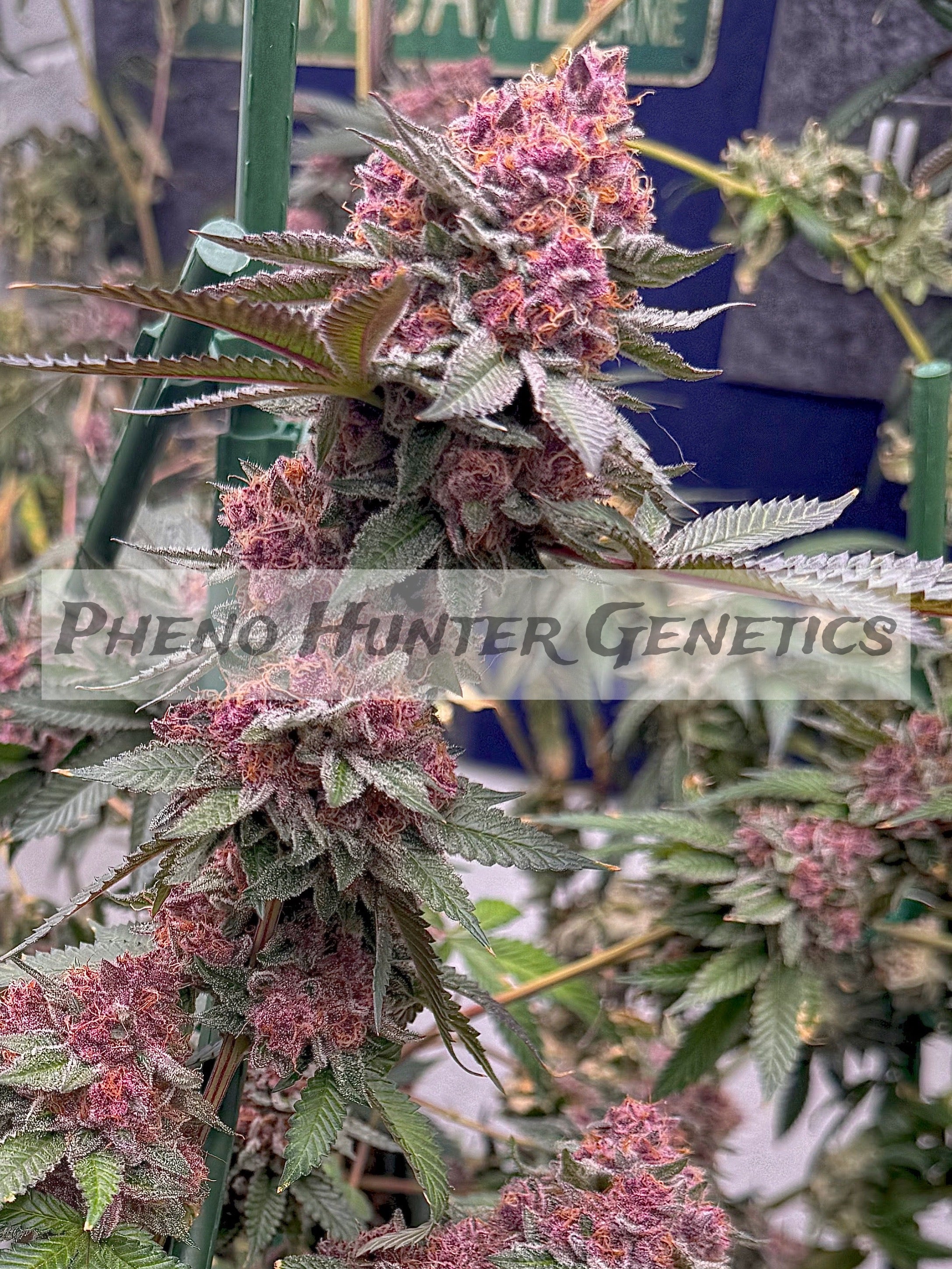 Tropicana Cookies (Purple Pheno)