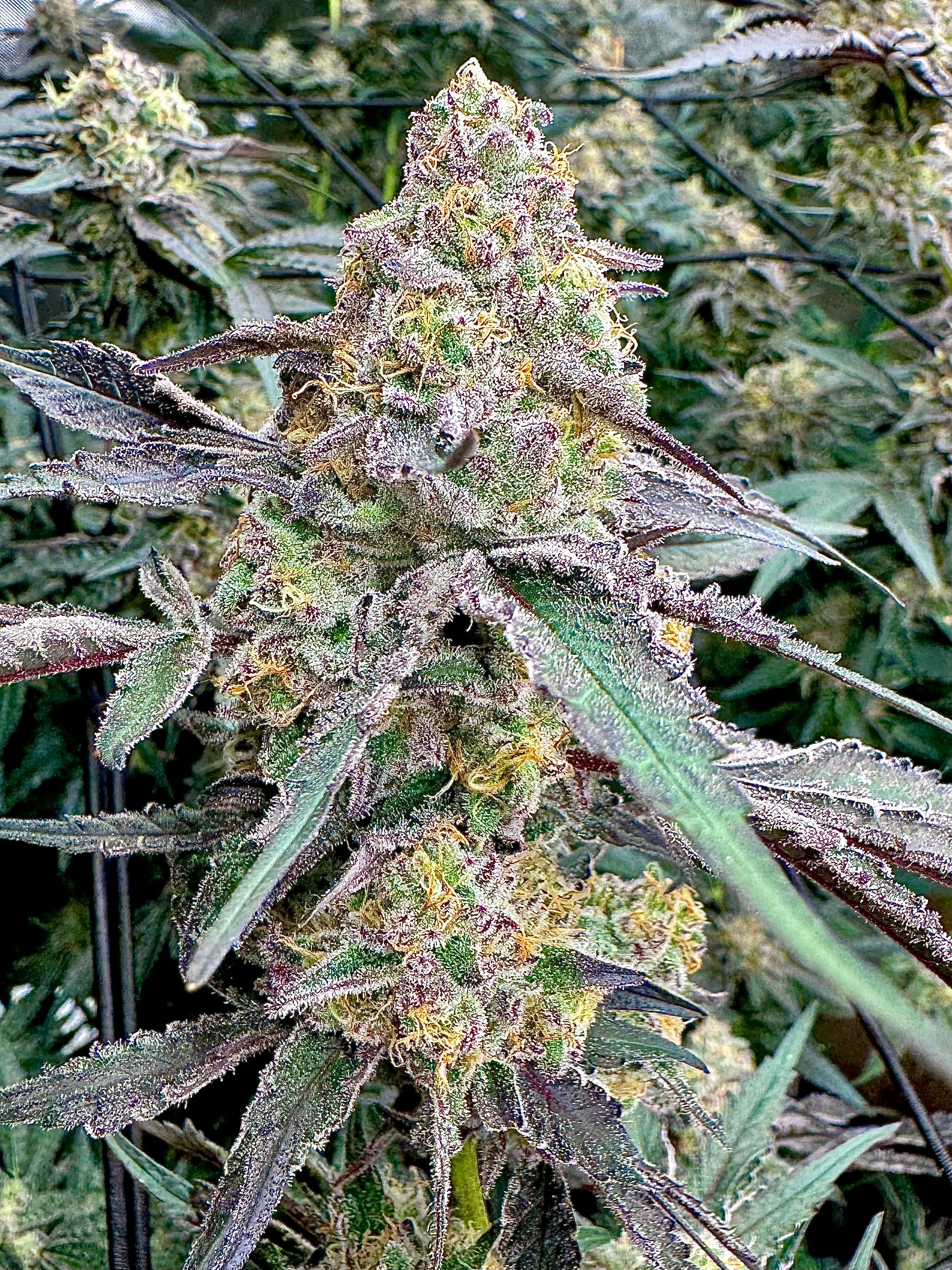 Original Blue Zushi (TenCo)