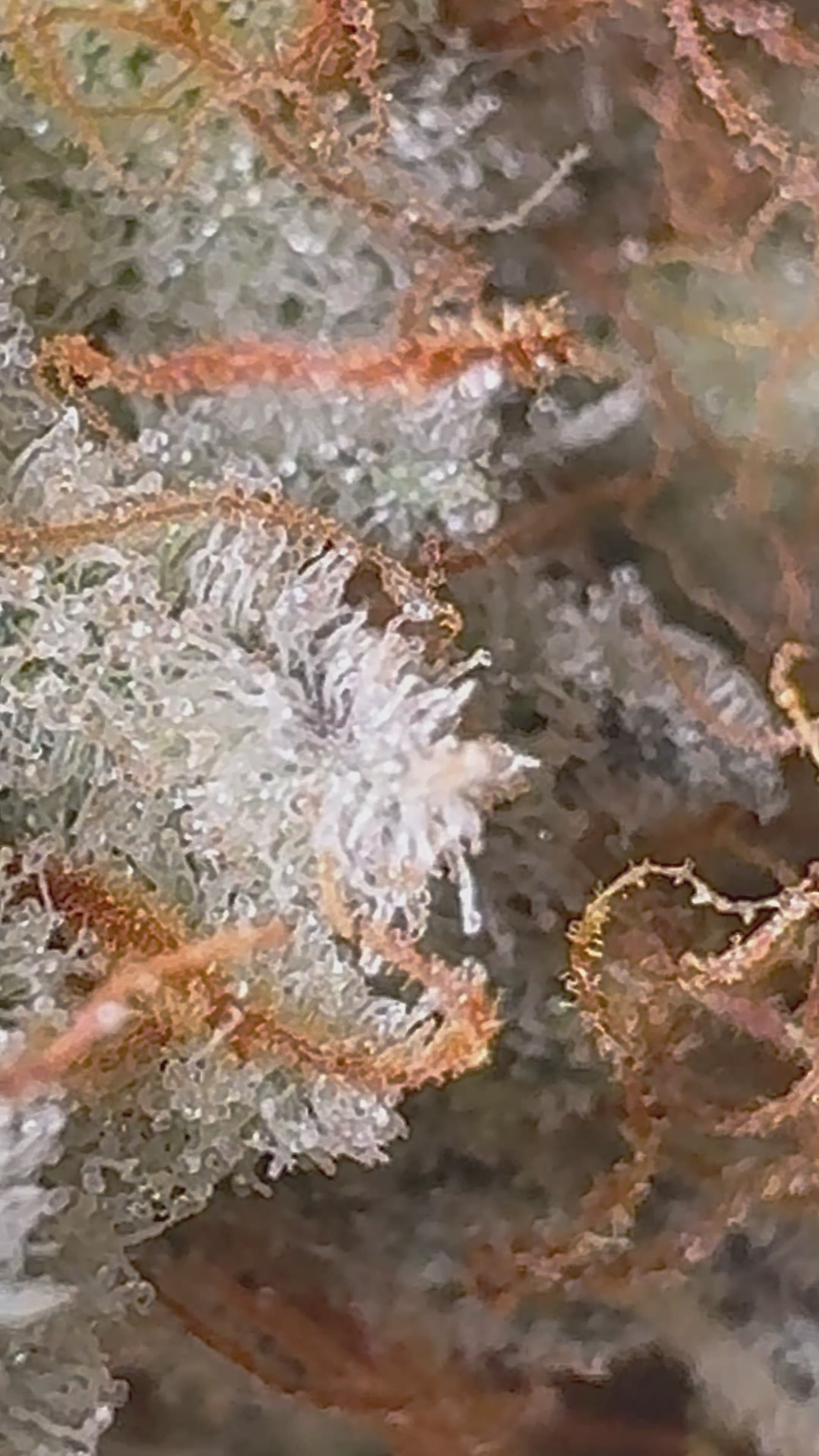 Square Root #3 (BeLeaf Cut)